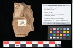 Foto (Objekt + Etikett) von Pinus hepios Unger (NHMW-GEO-2024-0188-0228)